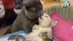Cats with Baby|Cute Cats|cartoon kids world|