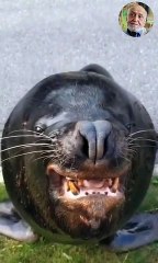 Поглотитель рыб / fish eater