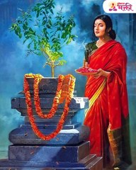 तुळशीचं रोप सारखं मरतंय  असेल हे कारण घ्या विशेष काळजी