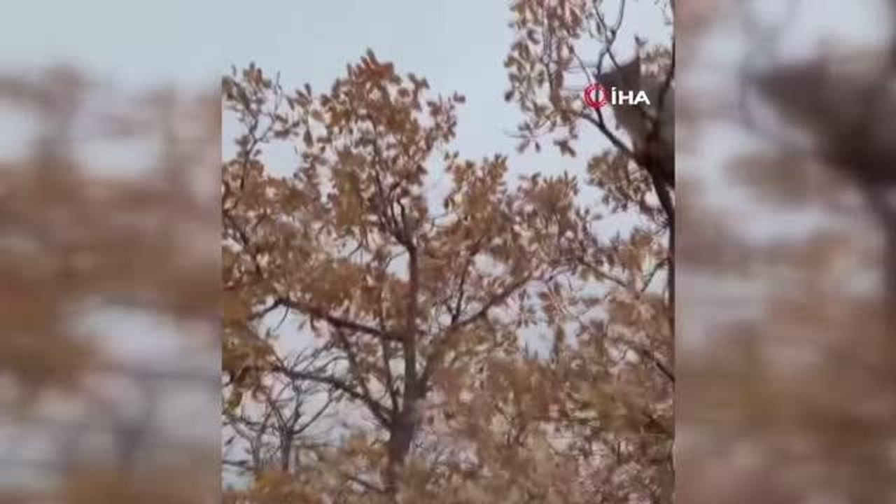 Türü koruma altındaki vaşak, köpekten korkup ağaca tırmandı