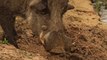 Warthogs - Africa's Wild Wonders - Go Wild