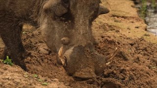 Warthogs - Africa's Wild Wonders - Go Wild