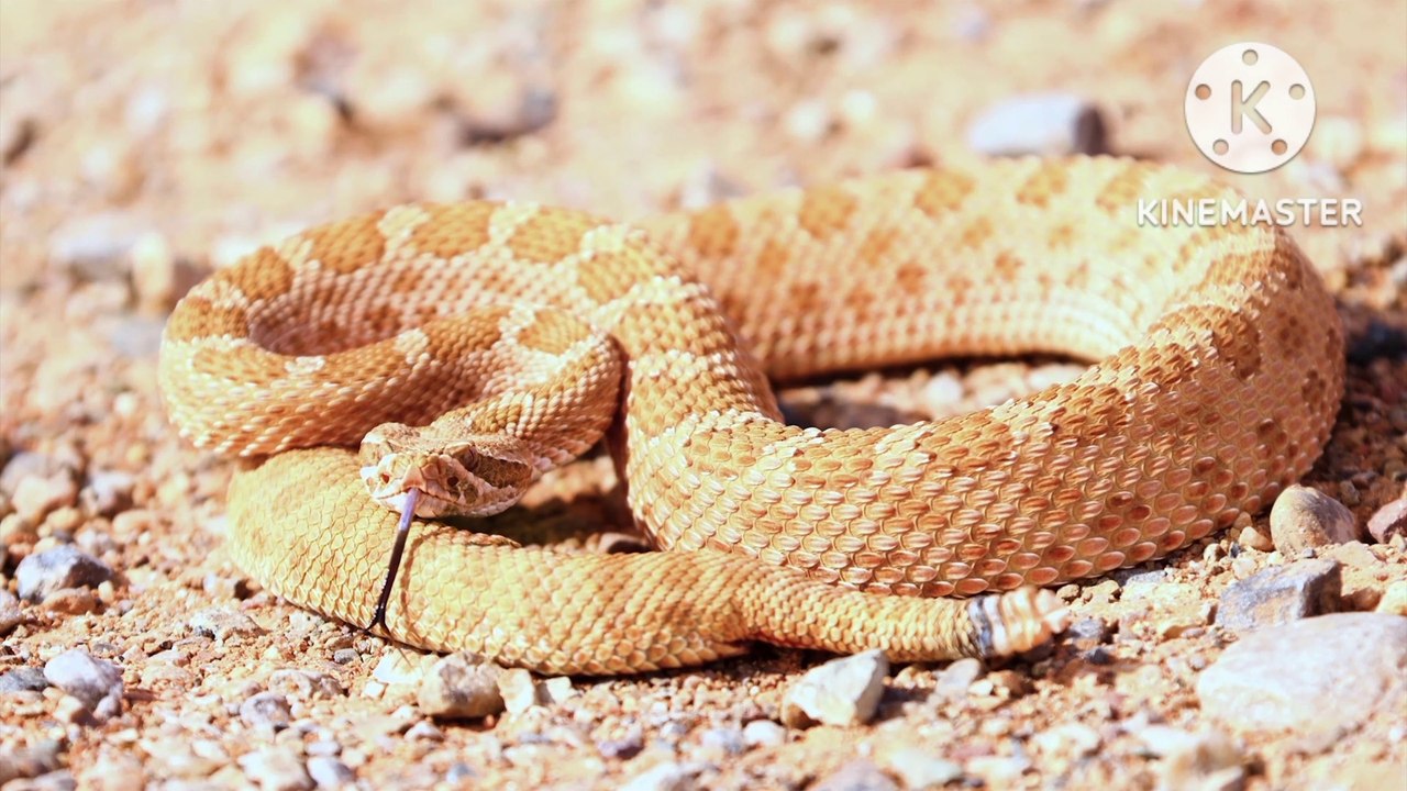 Animal