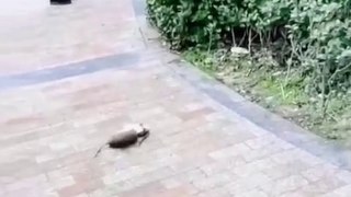 Funny Animal Funny Rat Fight