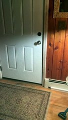 Beautiful Bear Shuts The Door Politely