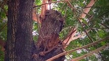 video  bird amateur viral