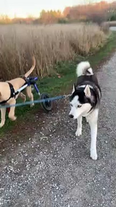 Dog Walking a Dog