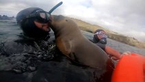 Sea Lion Smooches While Snorkeling
