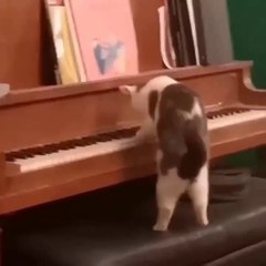 It's To LAUGH When Watching This Video Of The FUNNIEST CATS On Earth  - Funny Cats Life