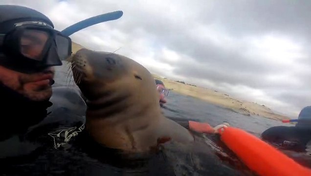 Sea Lion Smooches While Snorkeling