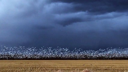 Snow Goose Migration at Dusk