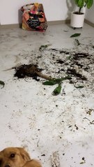 Anxious Golden Retriever Makes Big Mess When Left Alone