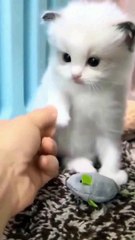 Cat dont want to Give stuff #Cat #Dog #Funny Animal #Funny Video