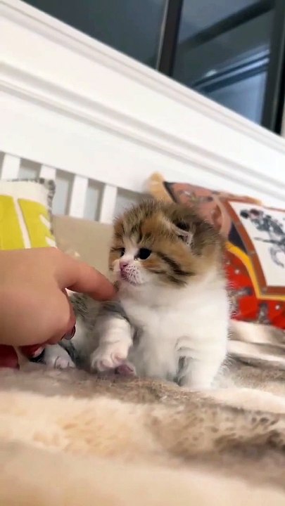 Cute baby Cat  #Cat #Dog #Funny Animal #Funny Video
