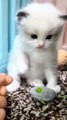 Baby Cat Angry Moment #Cat #Dog #Funny Animal #Funny Video