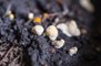 Study Identifies Soil Fungus That Causes Lung Infections Across the US