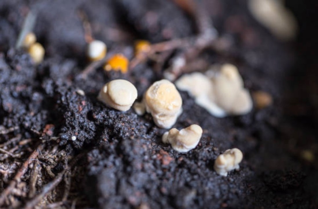 Study Identifies Soil Fungus That Causes Lung Infections Across the US