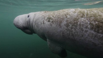 Environmental Groups Seek to Have Manatees Returned to Endangered Status