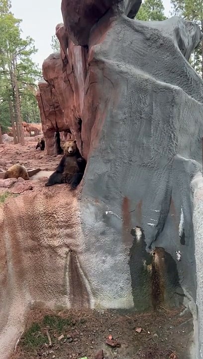 Bear Waves Back