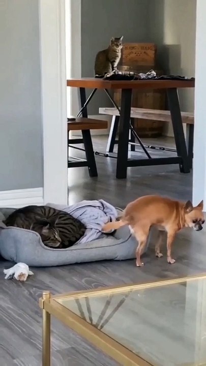 funny dog and cat