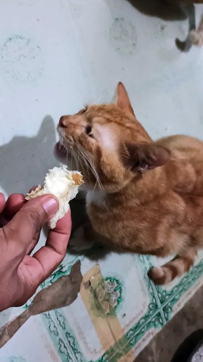 Doyan makan roti