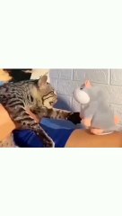 Cat is angry with toy