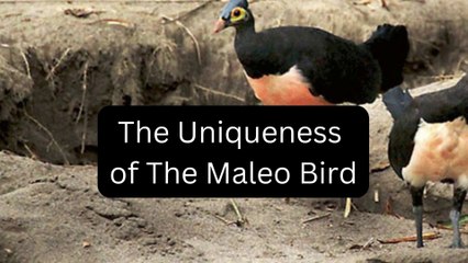 The Uniqueness of The Maleo Bird