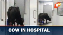 Viral Video- Cow Roams In ICU At Madhya Pradesh's Hospital