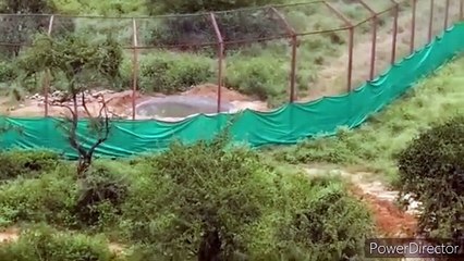 जल्द हो सकती है टी-104 की रणथम्भौर से विदाई