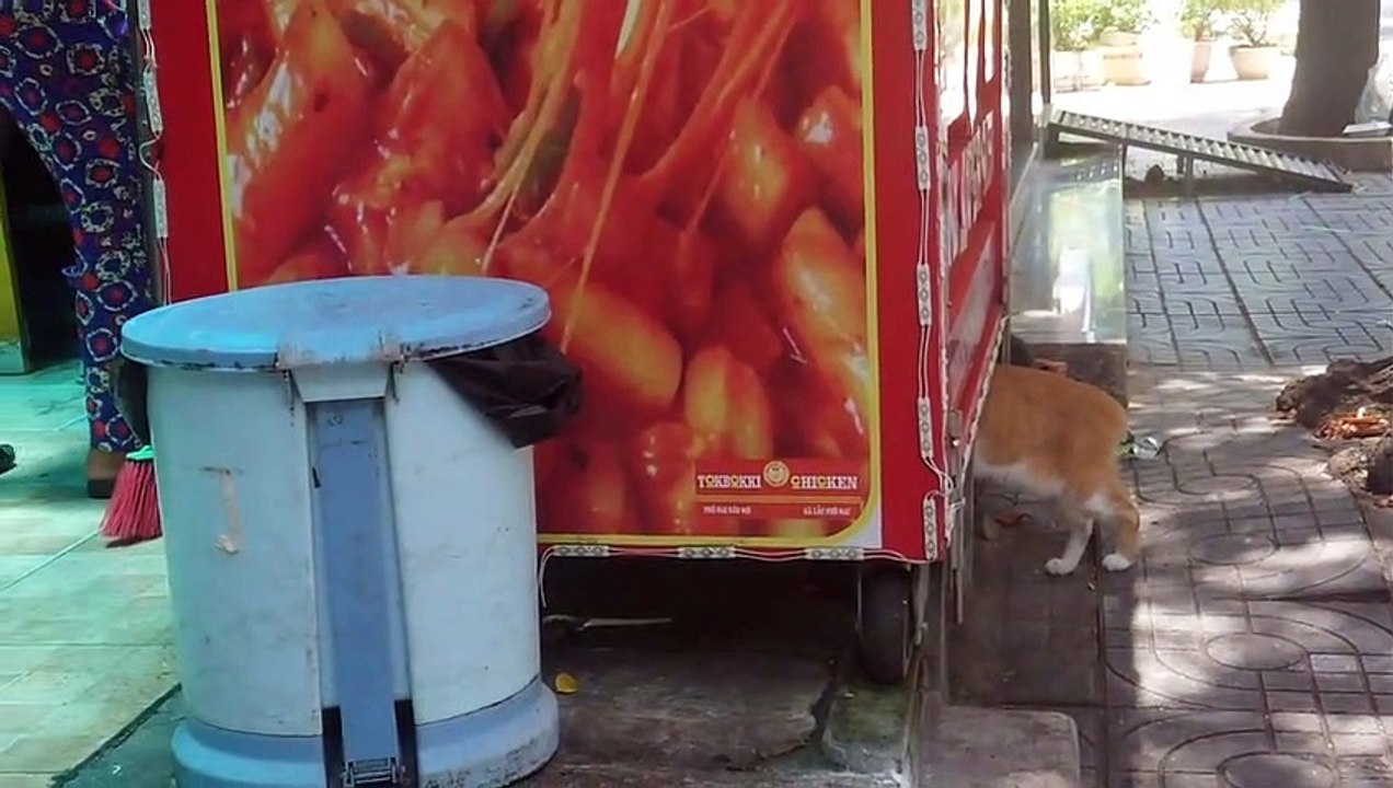 Cute cat with tail _ Cat confused