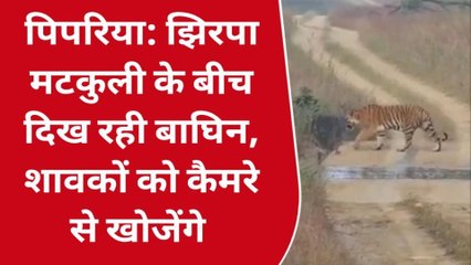 पिपरिया : बाघिन और शावकों को खोजने भेजे गए कैमरे