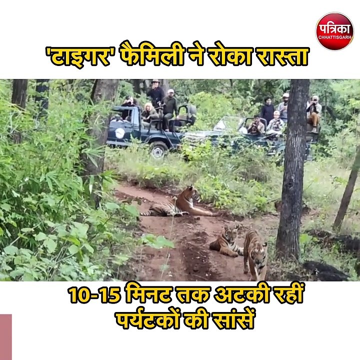'टाइगर' फैमिली ने रोका पर्यटकों का रास्ता