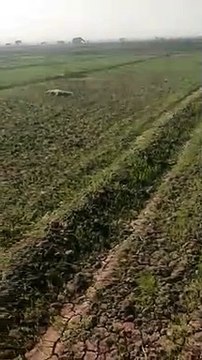 परवन नदी से निकलकर खेत में पहुंचे मगरमच्छ का वन विभाग की टीम ने किया रेस्क्यू