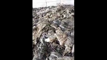 'Kurtlanan işkembeler yıkanıp piyasaya sürülüyor' iddiası