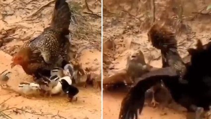 Tavuk, yavrularına saldırılınca öyle bir hale büründü ki kimse korkudan gözlerine bakamadı