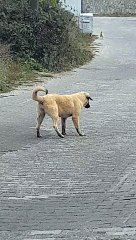 Puppy was watching something, but didnt find it