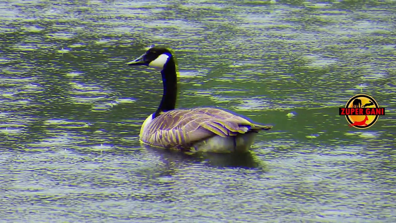 Amazing swan