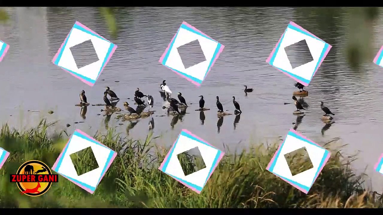 Paradise for storks