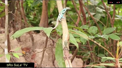 Primitive Technology