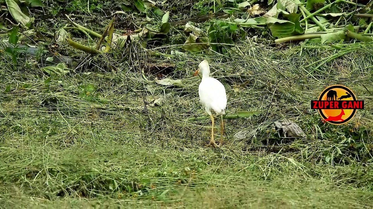 The stork's lively dance