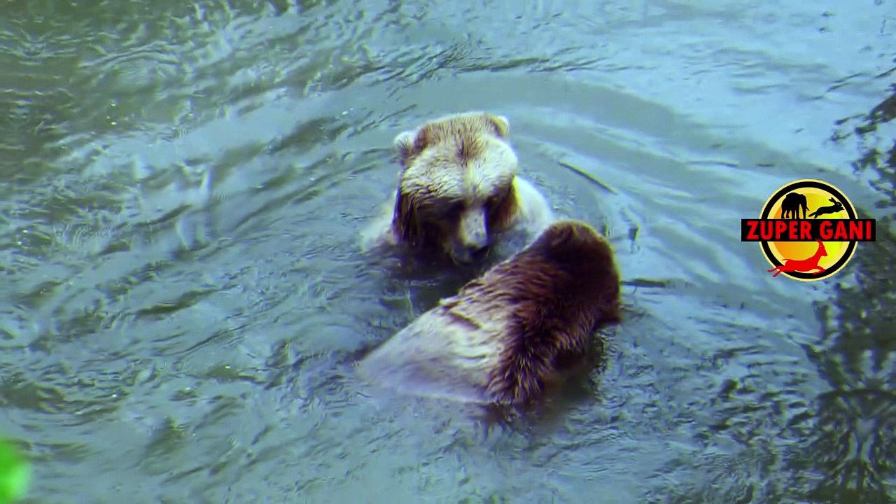 Stunning Bears in the Wild