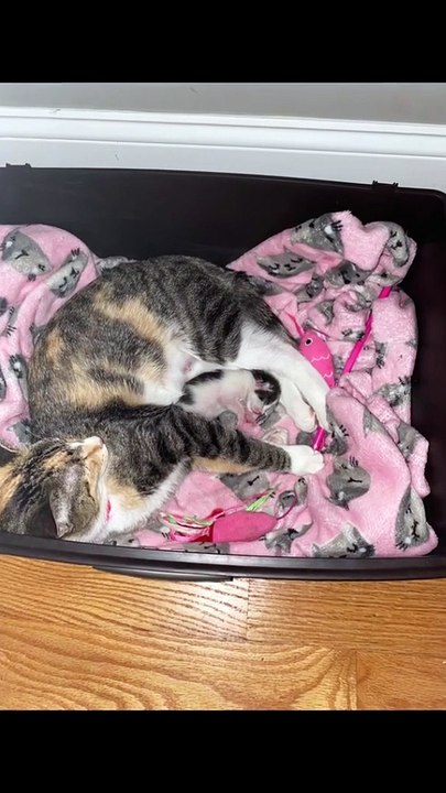 Funny Cat Video Compilation #003 Epic CM 2022