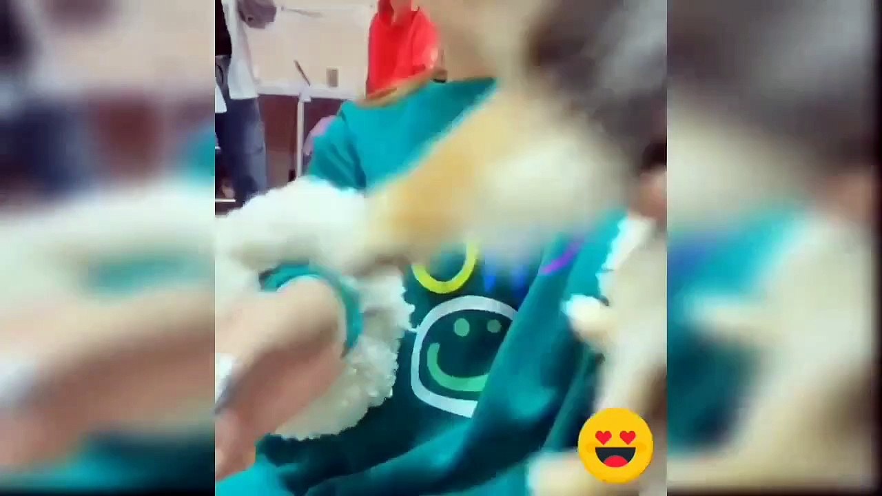 Cute and funny dog video compilation
