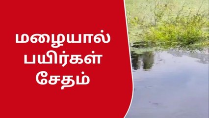 நாமக்கல் மாவட்டத்தில் தொடர் மழையால் பயிர்கள் சேதம்
