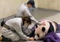 Tuan Tuan, panda offert par la Chine à Taïwan il y a 14 ans, est mort aujourd'hui après avoir souffert d'une série d'attaques cérébrales, a annoncé le zoo de Taïpeï