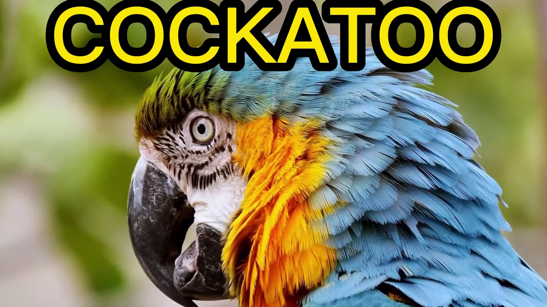 COCKATOO