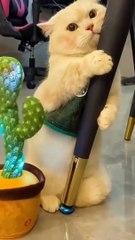 the most cutest cat videos ever assembled