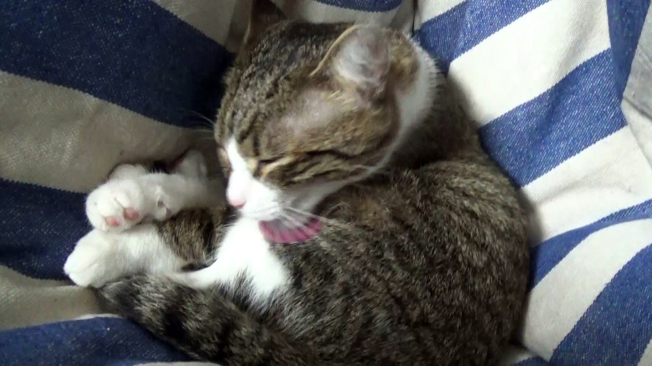 Cute Kitten Looks for Warm Places