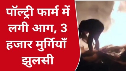 ब्रेकिंग खबर: शेरघाटी के पॉल्ट्री फॉर्म में लगी भीषण आग, कुछ ऐसा दिखा तबाही का खौफनाक मंजर