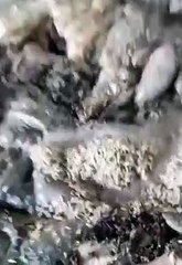 Mide bulandıran görüntüler! Mezbahanede kurtlu işkembeler